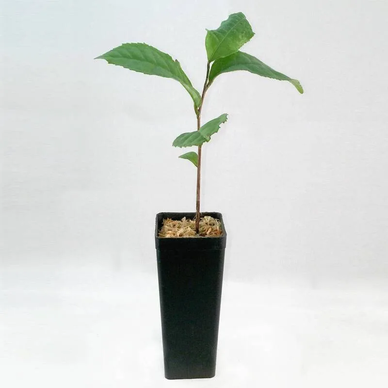 Camellia sinensis plants