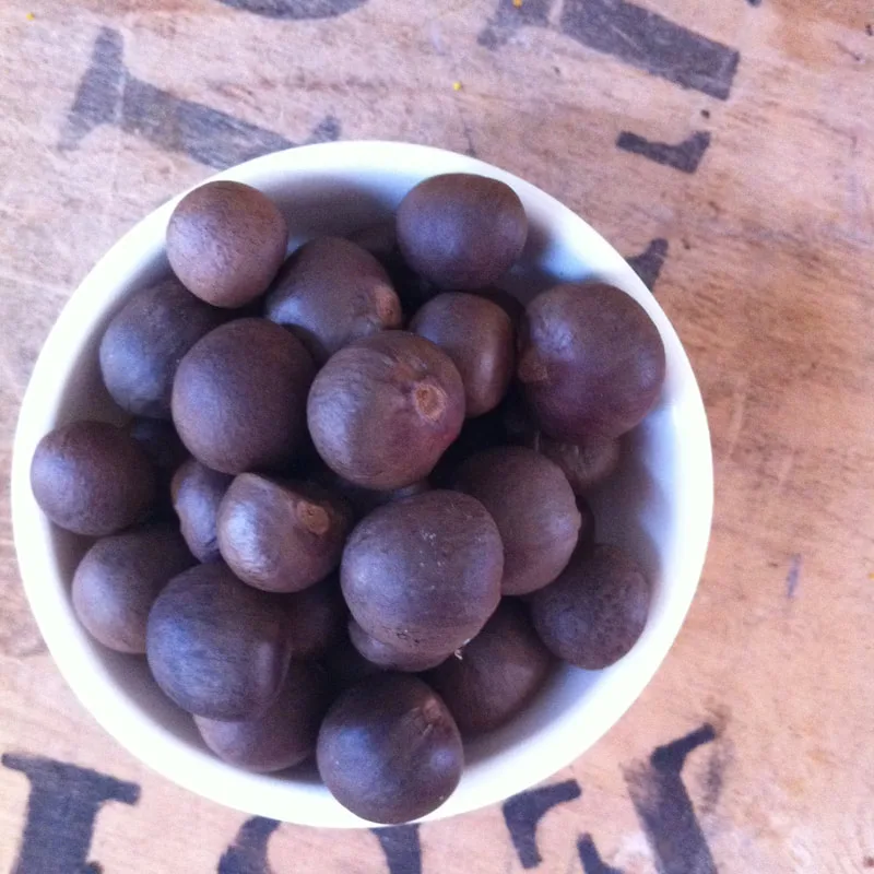 Tea seeds from the tea plant Camellia sinensis