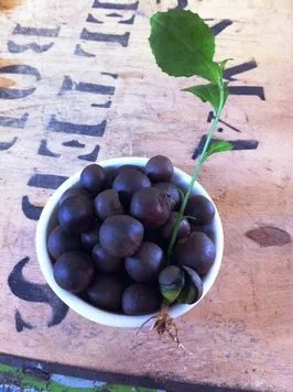 Tea Seeds (Camellia sinensis)