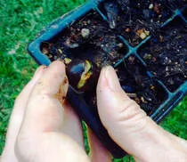 Planting sprouted tea seed in punnet